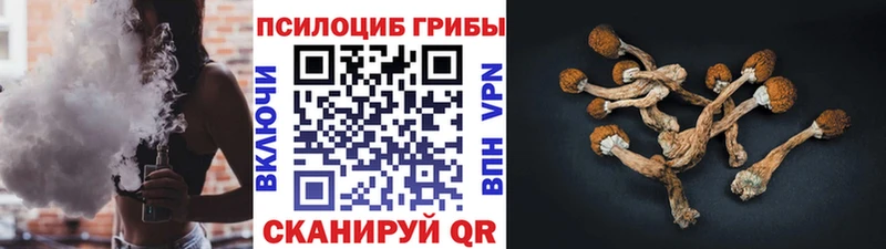 Псилоцибиновые грибы Psilocybe  Купить где  Томилино 